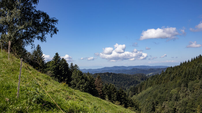 Schwarzwaldpanorama bei Zell am Hammersbach | © Sunhikes