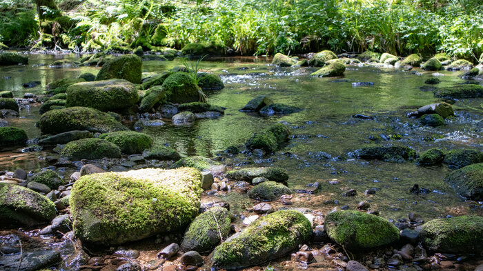 der Gutellbach bei Baiersbronn | © Sunhikes der Gutellbach bei Baiersbronn | © Sunhikes