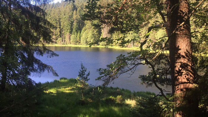 der Herrenwieser See im Nordschwarzwald | © Sunhikes Herrenwieser See | © Sunhikes