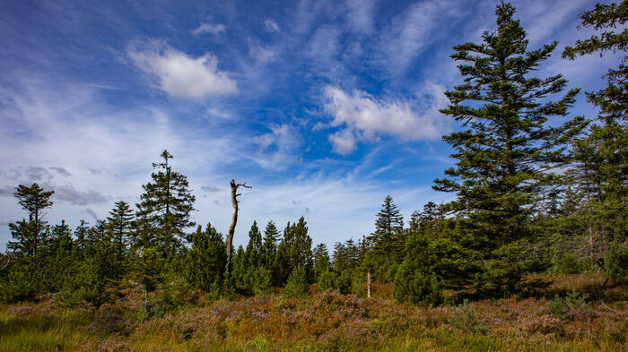 Wanderung im Hochmoor beim Ruhestein | © Sunhikes Wanderung im Hochmoor beim Ruhestein | © Sunhikes