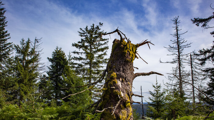 Wandern im Banwald im Nationalpark Schwarzwald | © Sunhikes Wandern im Banwald im Nationalpark Schwarzwald | © Sunhikes