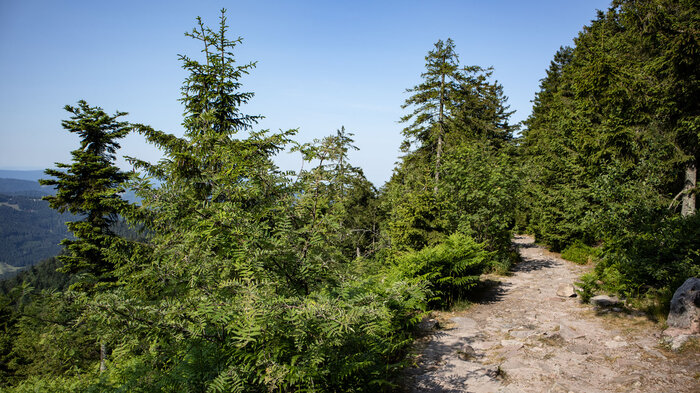 Wanderweg im Nordschwarzwald bei Hundsbach | © Sunhikes Wanderweg im Nordschwarzwald bei Hundsbach | © Sunhikes