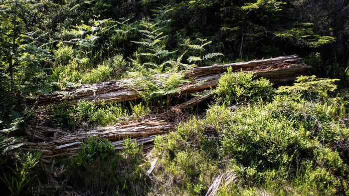 Bannwald im Nationalpark Schwarzwald | © Sunhikes Bannwald im Nationalpark Schwarzwald | © Sunhikes