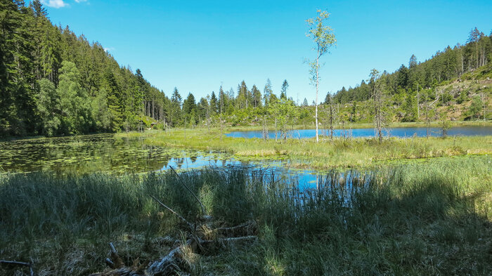 Wandern zum der Huzenbacher See im Nordschwarzwald | © Sunhikes Wandern zum der Huzenbacher See im Nordschwarzwald | © Sunhikes
