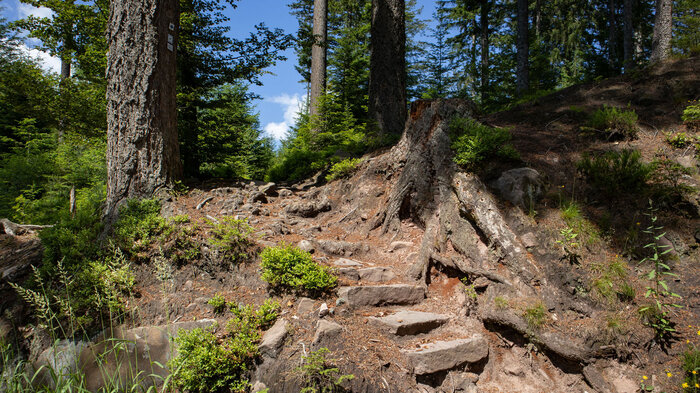 Wanderpfad Ellbachsee | © Sunhikes