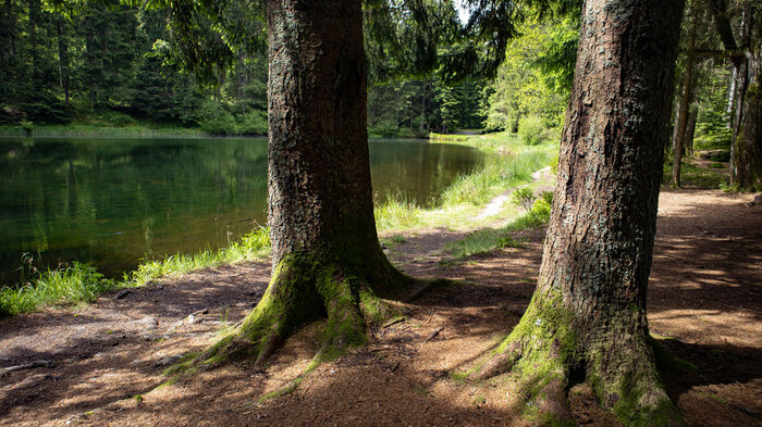 Tannen Ufer Sandsee | © Sunhikes