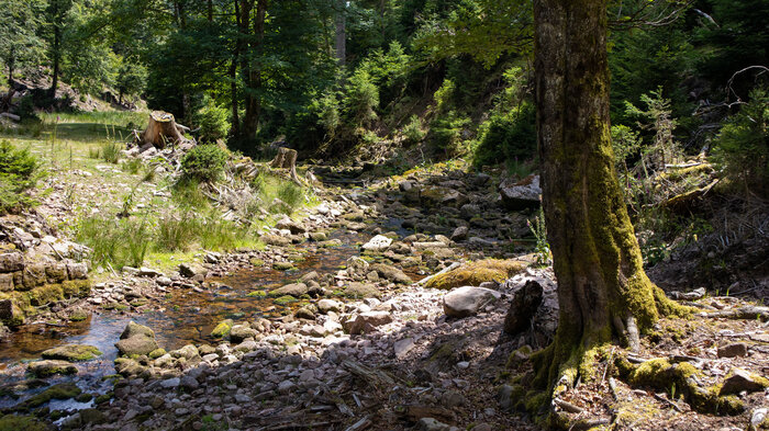 Bachlauf Tonbach | © Sunhikes