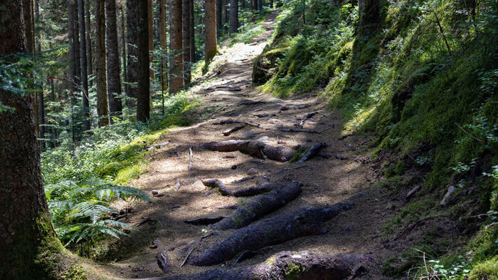 Baumwurzelpfaden Seensteig | © Sunhikes