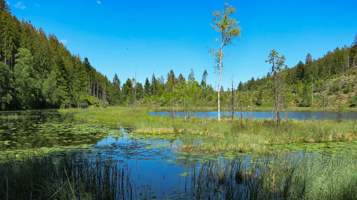 Schwingrasenflächen Huzenbacher See | © Sunhikes