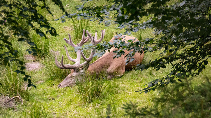 Hirsch im Tonbacher Wildgehege | © Sunhikes