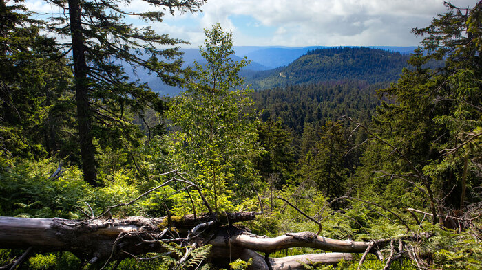 Blick Wälder Schwarzwald | © Sunhikes