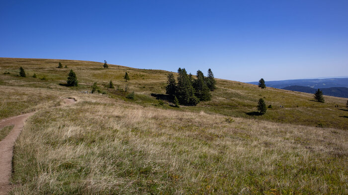 Wandertouren von Feldberg-Ort auf den Feldberggipfel | © Sunhikes Wandertouren von Feldberg-Ort auf den Feldberggipfel | © Sunhikes
