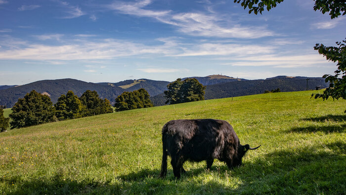 Hochlandrind vor Feldbergpanorama | © Sunhikes
