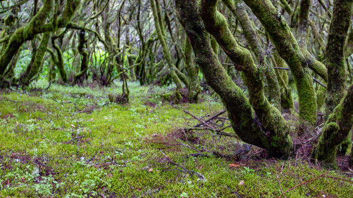 Baumheide im Wandergebiet La Llania auf El Hierro | © 	 Sunhikes