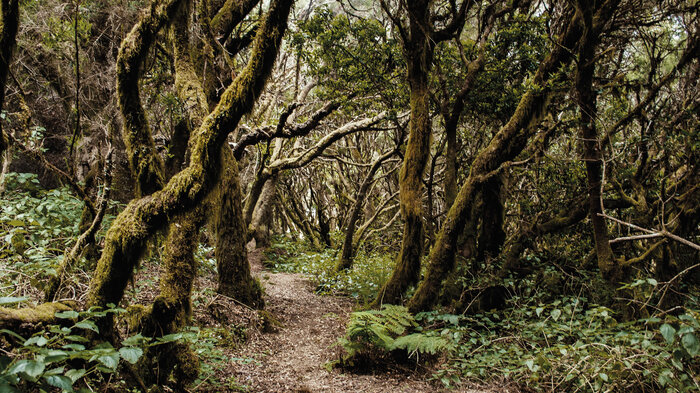 Wanderweg durch den Lorbeerwald der Insel El Hierro | © Sunhikes