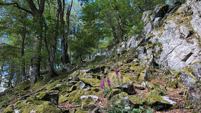 der Felsensteig am Col de la Schlucht im Elsass | © Sunhikes