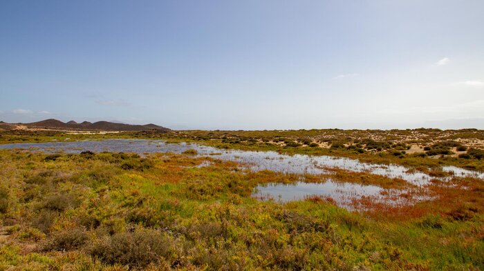 Salzwiesen auf der Islote de Lobos | © Sunhikes