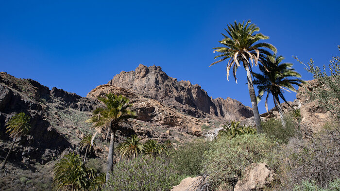 Barranquillo Morro de Gonzalo Gran Canaria | © Sunhikes