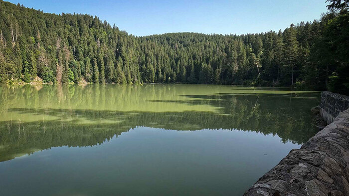Nadelwald reicht bis ans Ufer des Lac Vert | © Sunhikes