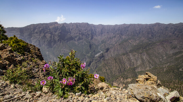 rosa blühende Zistrosen vor dem fantastischen Panoramablick auf die Caldera de Taburiente | © Sunhikes blühende Zistrosen vor dem fantastischen Panoramablick auf die Caldera de Taburiente | © Sunhikes