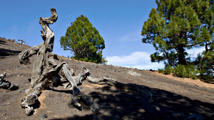 bizarre Formen abgestorbener Kiefern entlang des Wanderwegs | © Sunhikes abgestorbene Kiefern entlang des Wanderwegs | © Sunhikes