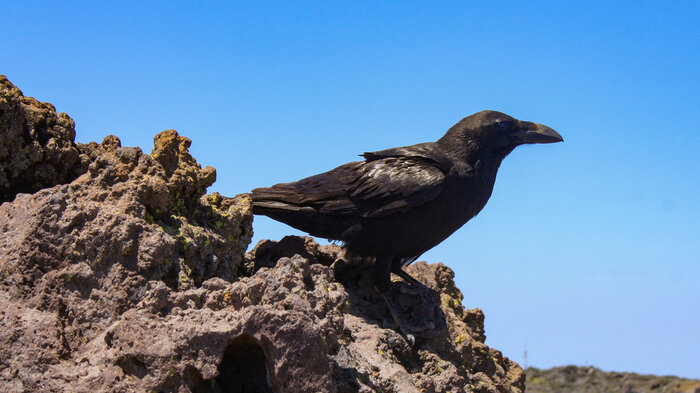Rabe La Palma | © Sunhikes