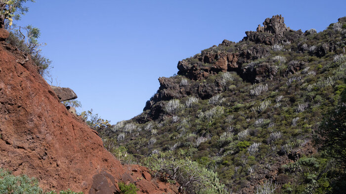 trockene Küstenvegetation mit Wolfsmilchgewächsen im Barranco de los Hombres | © Sunhikes Küstenvegetation mit Wolfsmilchgewächsen im Barranco de los Hombres | © Sunhikes
