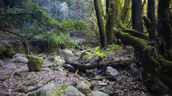 Barranco de la Zarza La Palma | © Sunhikes