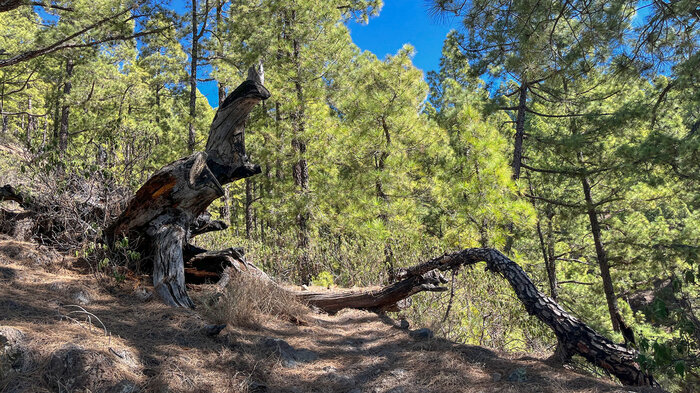 wunderschöner Kiefernwald auf der Insel La Palma | © Sunhikes Kiefernwald der Insel La Palma | © Sunhikes