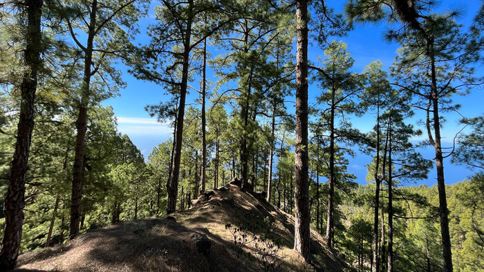 Wandern durch den Kiefernwald im Westen der Insel La Palma | © Sunhikes