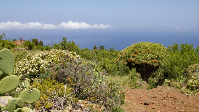 Wanderroute zu den Cuevas de Buracas im Westen La Palmas | © Sunhikes