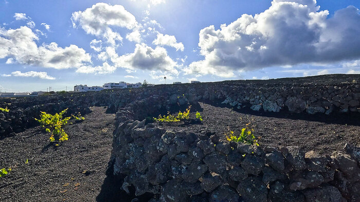 an den Weinbergen bei Yé im Famara-Gebirge | © Sunhikes Weinberge bei Yé im Famara-Gebirge | © Sunhikes
