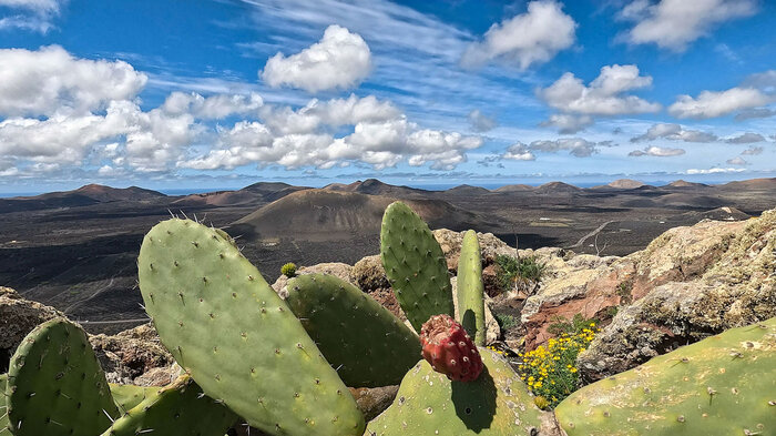 Feigenkaktus vor dem eindrucksvollen Panorama des Naturparks der Vulkane auf Lanzarote | © Sunhikes Feigenkaktus vor der eindrucksvollen Kulisse des Naturparks der Vulkane auf Lanzarote | © Sunhikes
