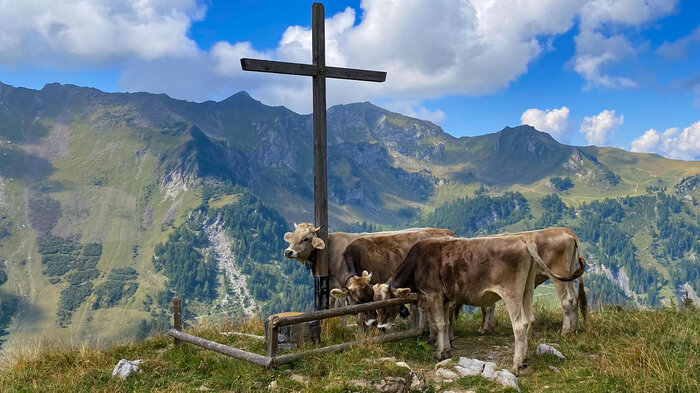 Kühe über der Gritscher Alp | © Sunhikes