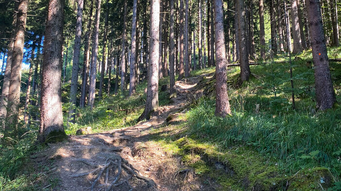 wurzelreiche Pfade in den Wäldern | © Sunhikes