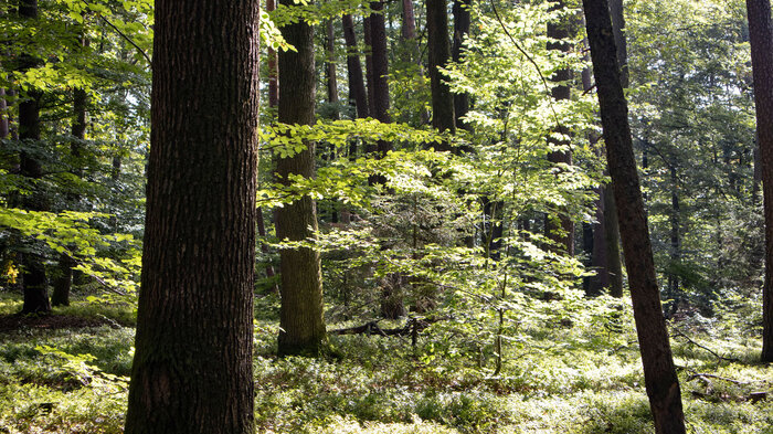 Wandern im Buchenwald zum Wasenkoepfl | © Sunhikes