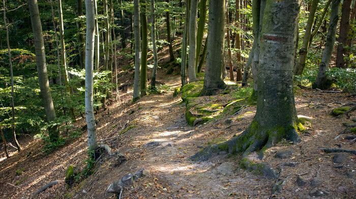 Wanderweg zum Zigeunerfelsen | © Sunhikes