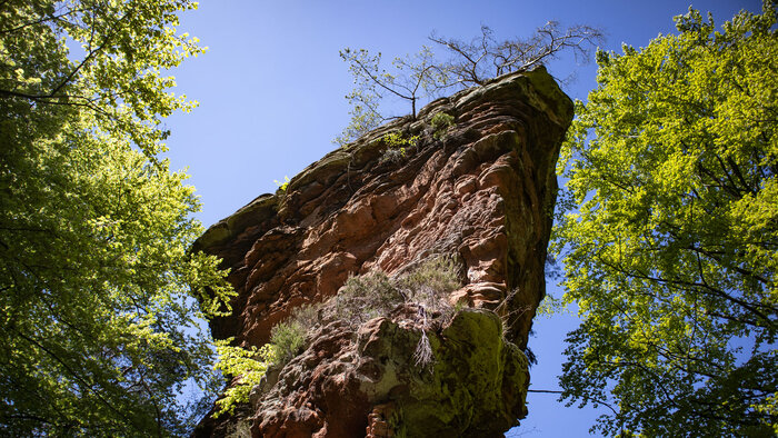 der Wolfsfelsen im Pfälzerwald