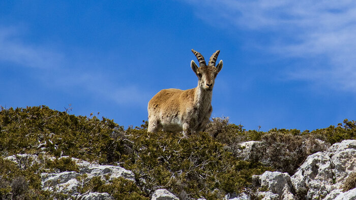 Steinbock im Naturpark Sierra Mágina | © Sunhikes