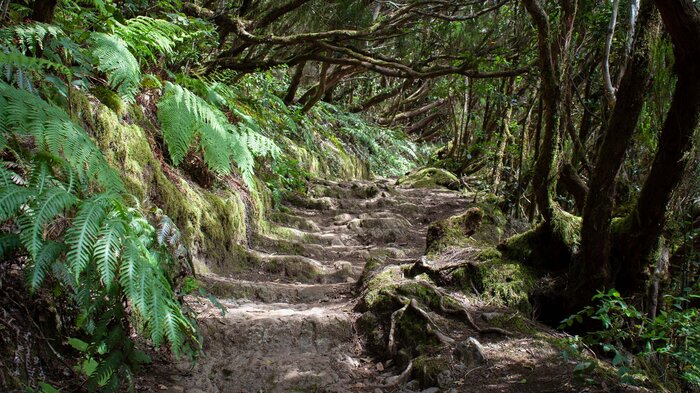 Wanderung im Lorbeerwald des Landschaftsparks Anaga auf Teneriffa | © Sunhikes