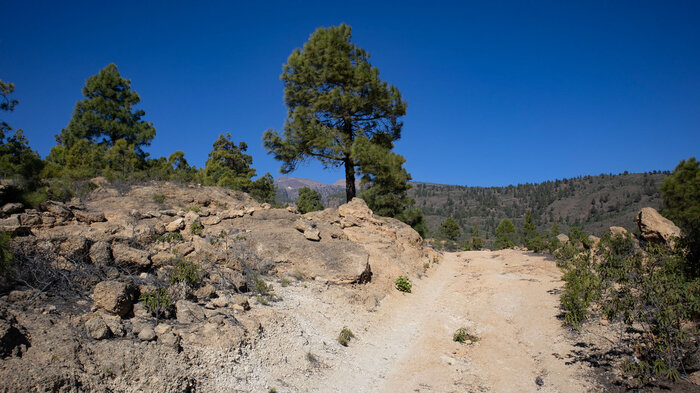 auf der Wanderroute von Las Vegas zum Risco El Muerto auf Teneriffa | © Sunhikes auf der Wanderroute von Las Vegas zum Risco El Muerto | © Sunhikes