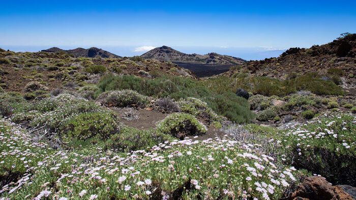 Blick über die Hochgebirgsvegetation der Caldera | © Sunhikes die Hochgebirgsvegetation der Caldera | © Sunhikes