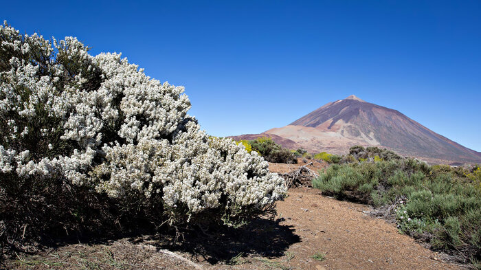 weißer Ginsterbusch vor dem Teide mit Montaña Rajada und Montaña Blanca im Vordergrund | © Sunhikes Ginsterbusch vor dem Teide mit Montaña Rajada und Montaña Blanca im Vordergrund | © Sunhikes