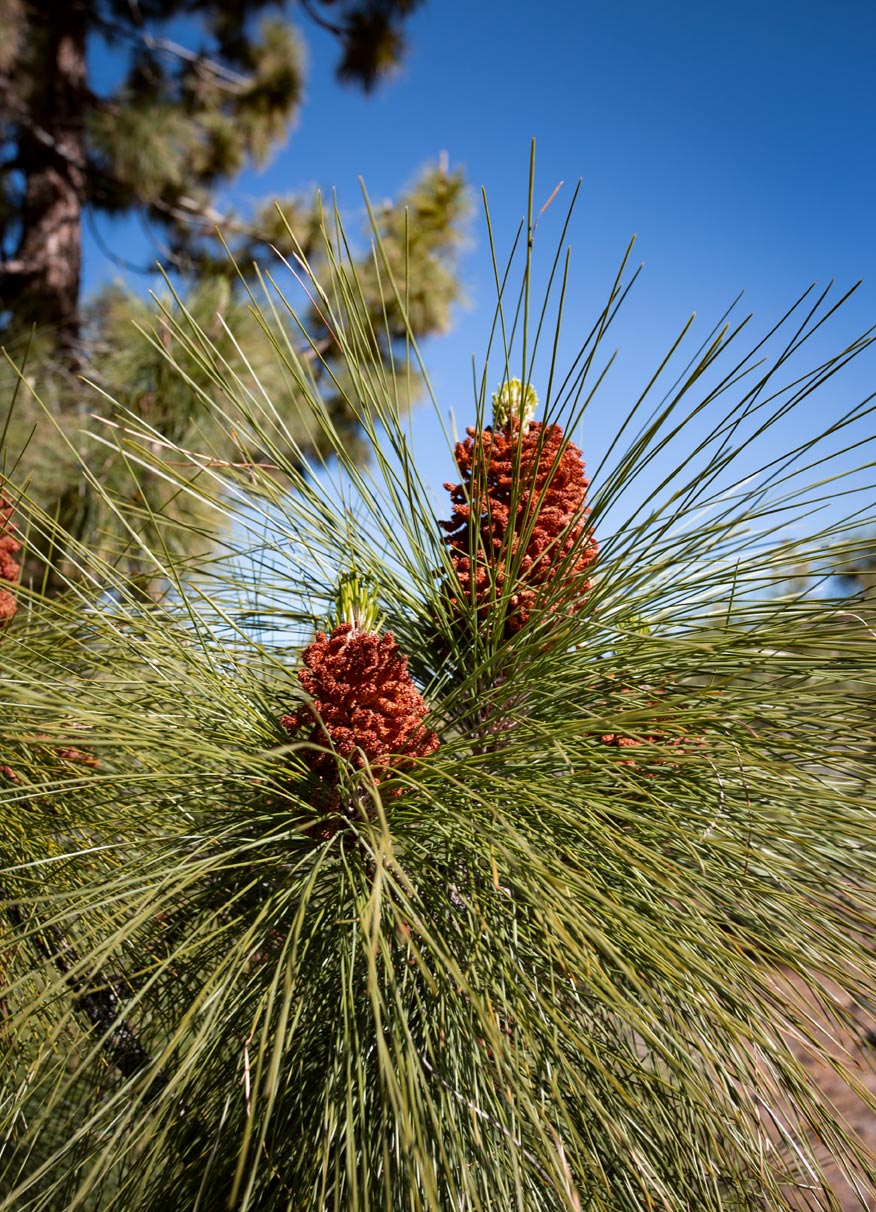Kanarische Kiefer (Pinus canariensis) Kanarische Kiefer (Pinus canariensis)